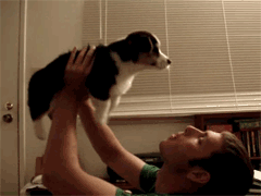 gif chien