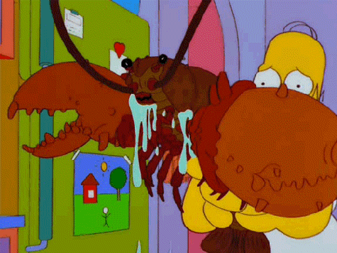 Animal immortel homard