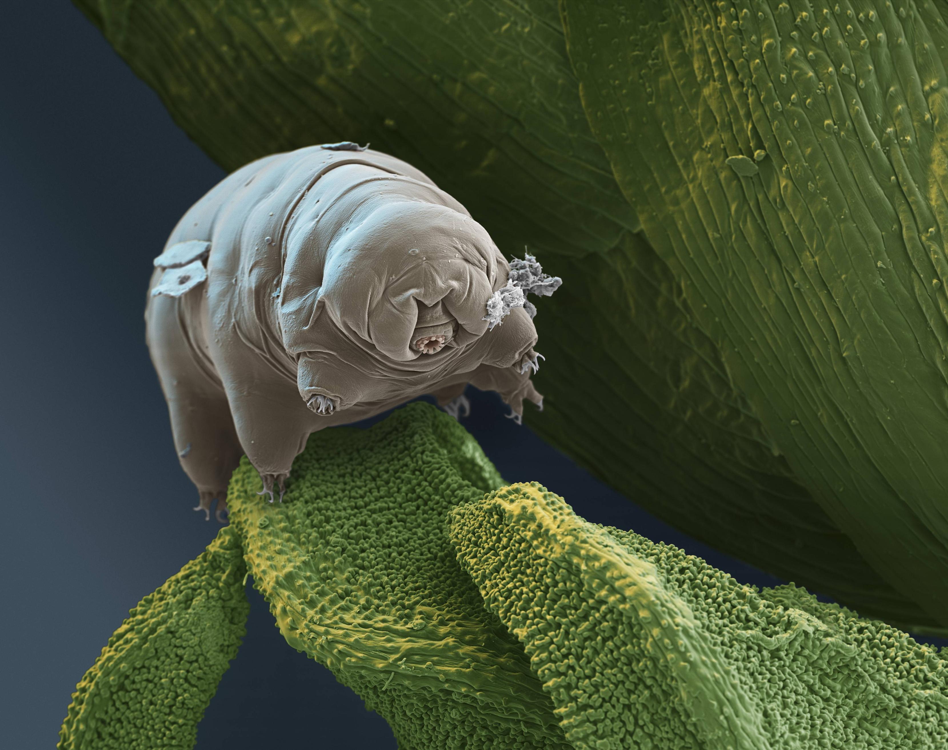 Animal immortel tardigrade
