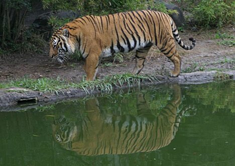 Tigre