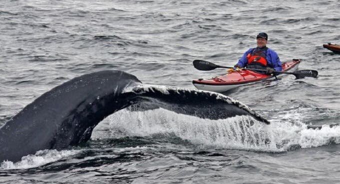 attraction kayak au milieu des baleines
