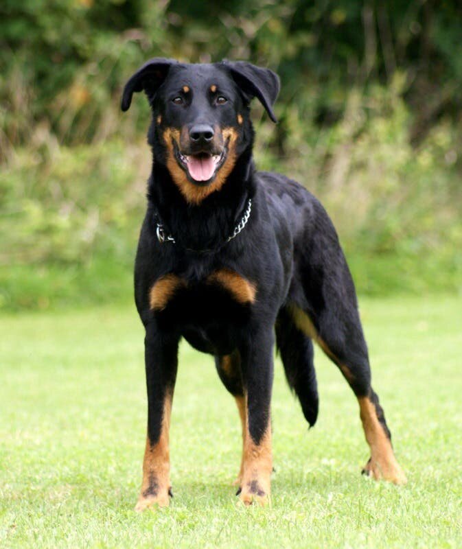 Beauceron
