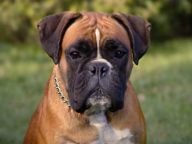 Boxer