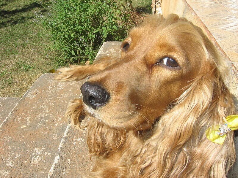 Le cocker 