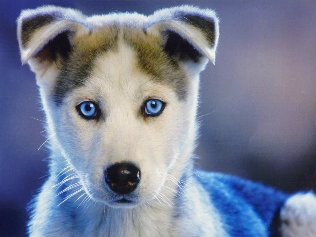 Le husky