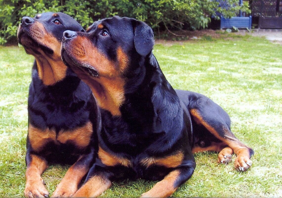 Le rottweiler