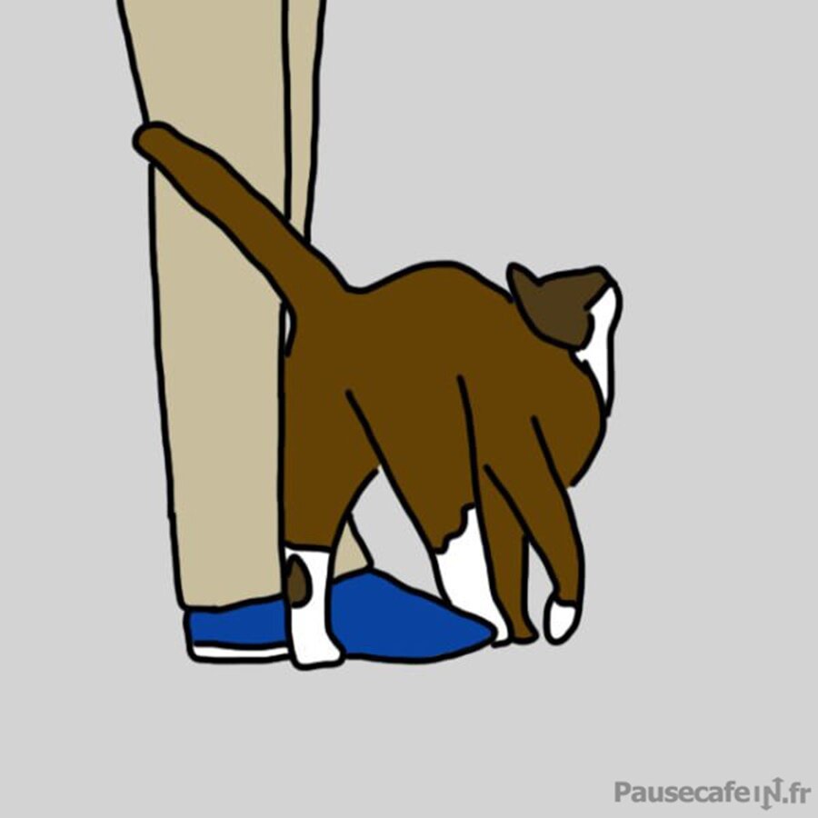chat frotte