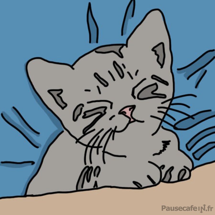 chat ronronne