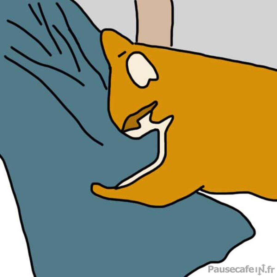 chat tâter