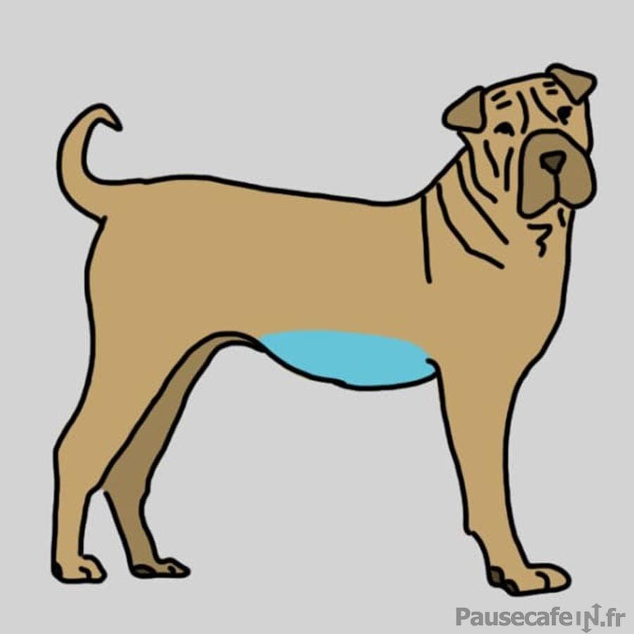 Ventre du chien