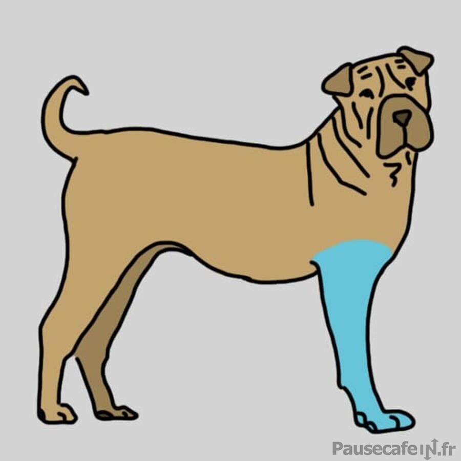 Dessin des pattes avant du chien