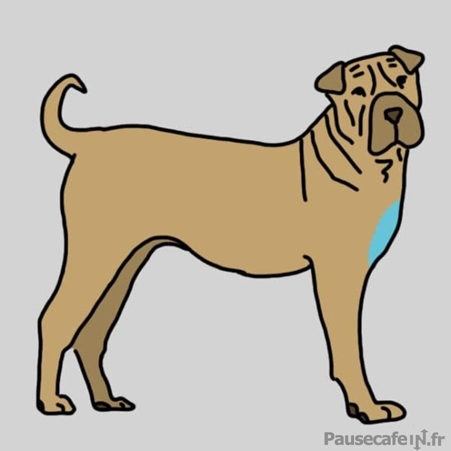 Poitrail du chien