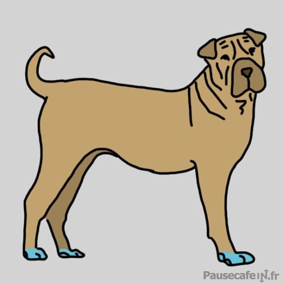 Pattes et poignets du chien