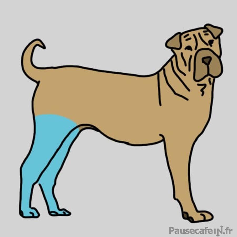 dessin des pattes arriÃ¨res du chien