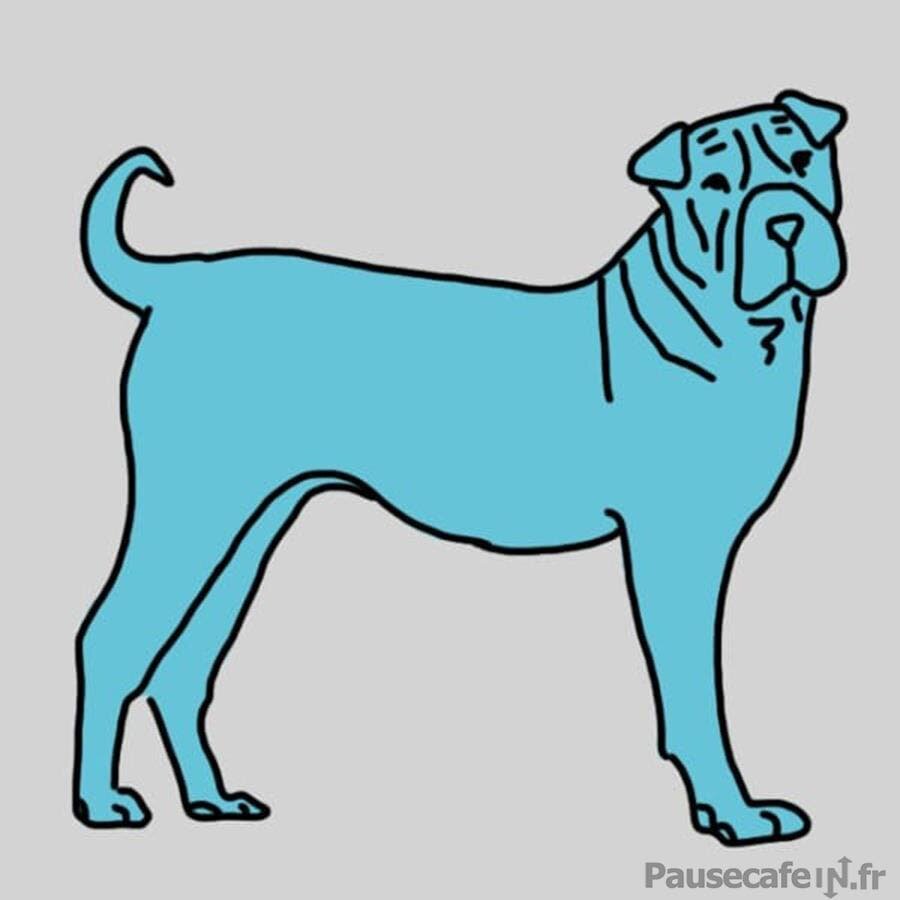 Corps entier bleutÃ© sur la chien