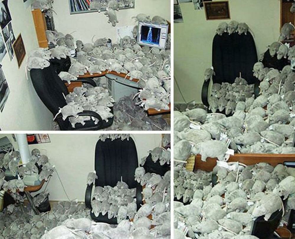rat peluche invasion bureau blague