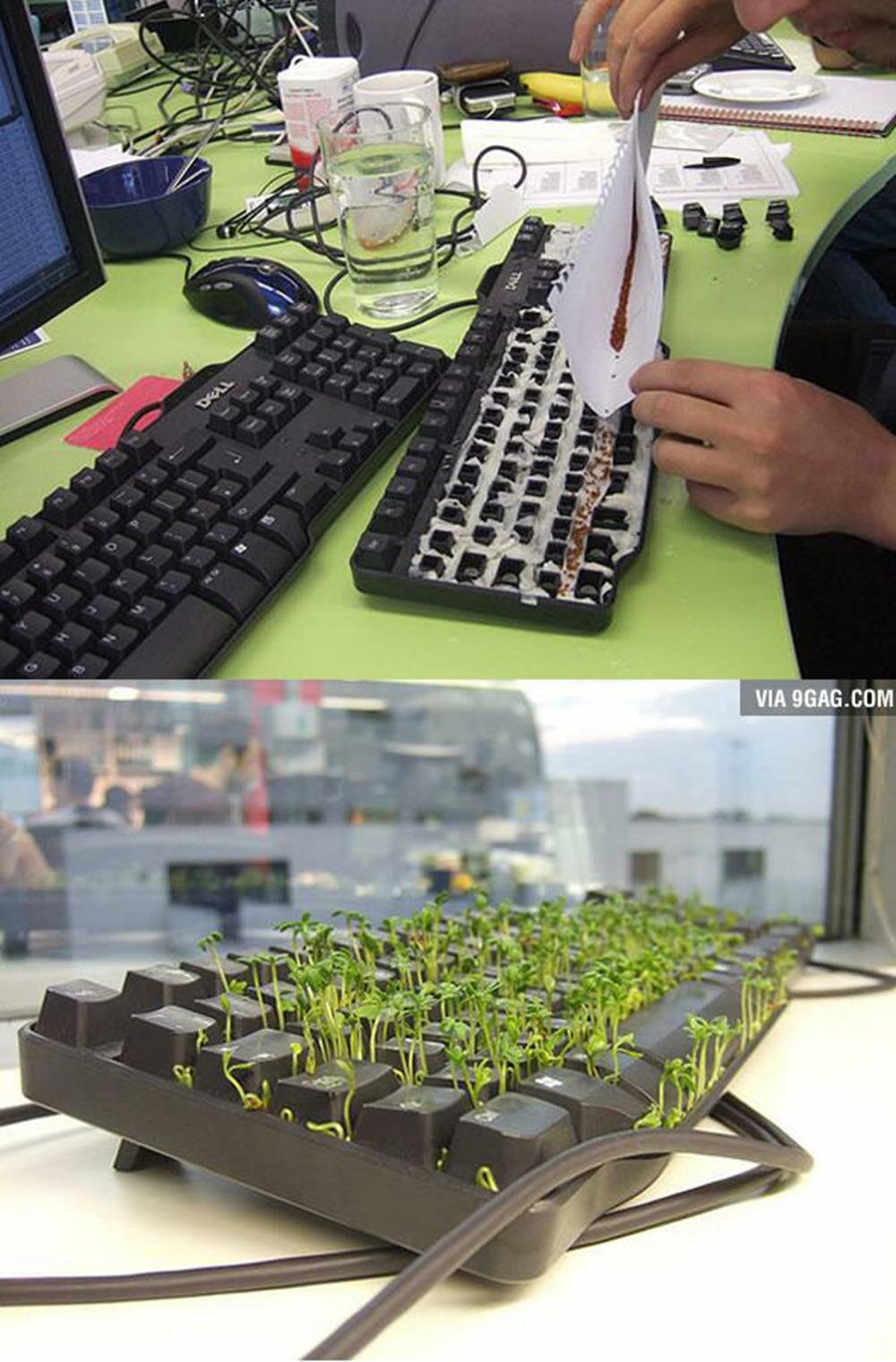 clavier plante herbe ordinateur blague