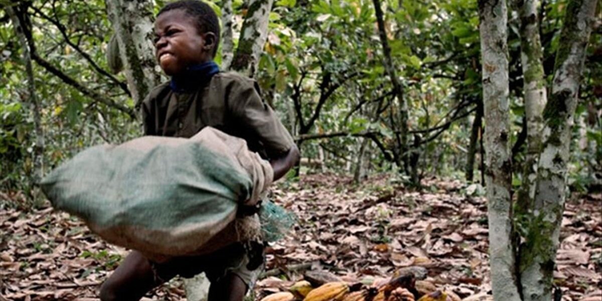 Nestle, Mars, Hershey : votre chocolat est récolté par...