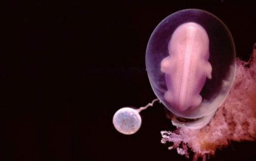 Embryon après un mois de développement