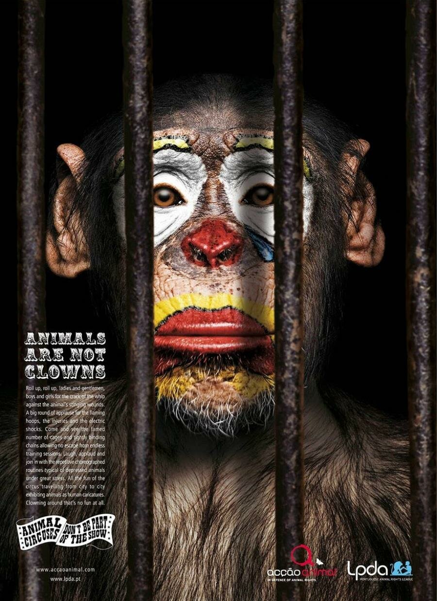 un singe maquillé derrière les barreaux