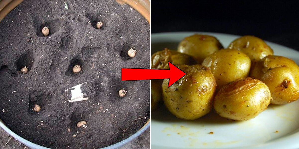 4 étapes pour faire pousser FACILEMENT ses pommes de te...