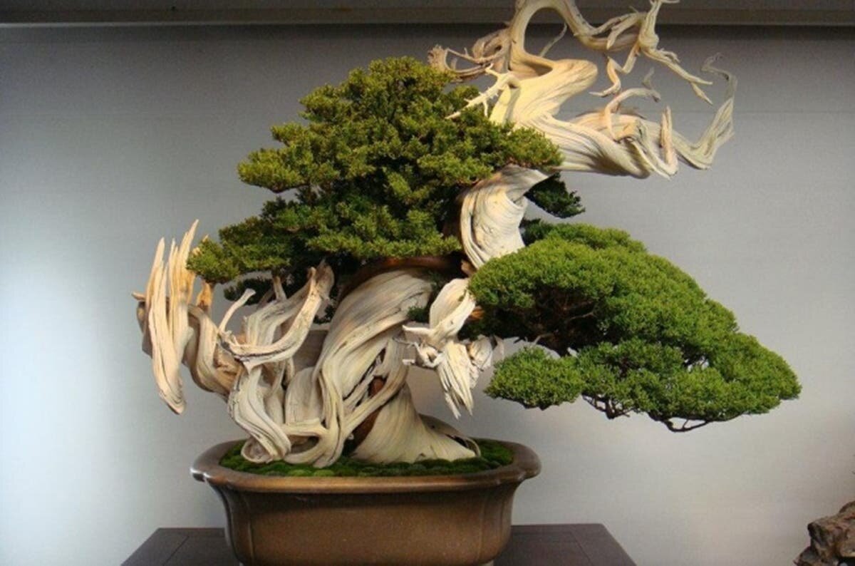 Bonsaï, arbre, vieux