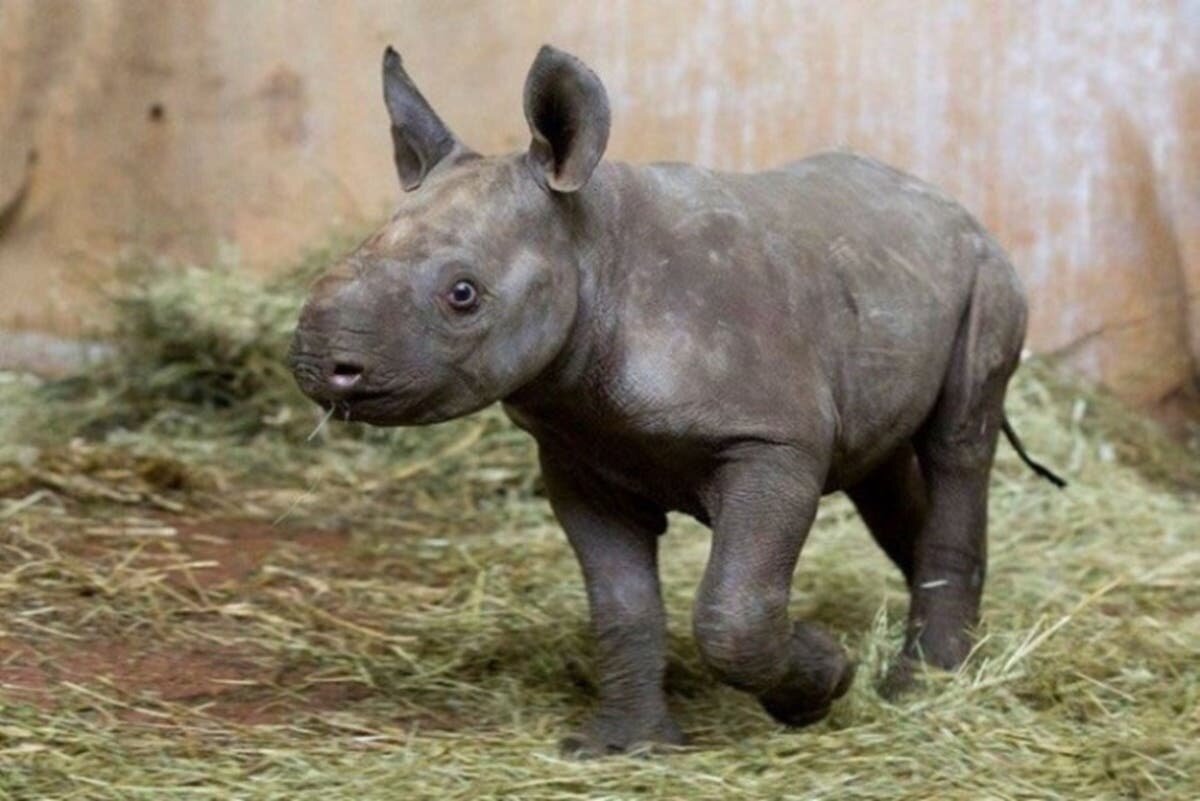 Rhinocéros noir, bébé rhino