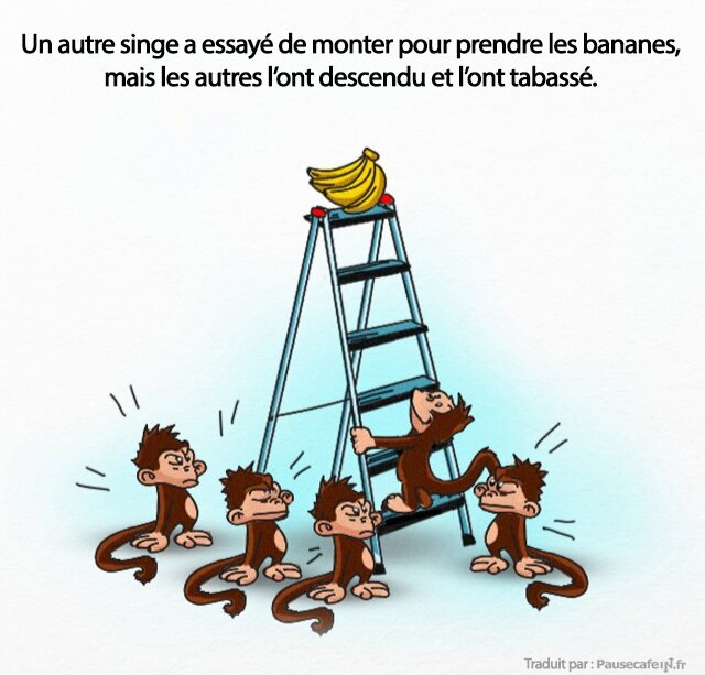 singes, expérience, science, société