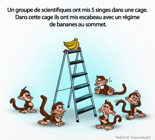 singes, expérience, science, société