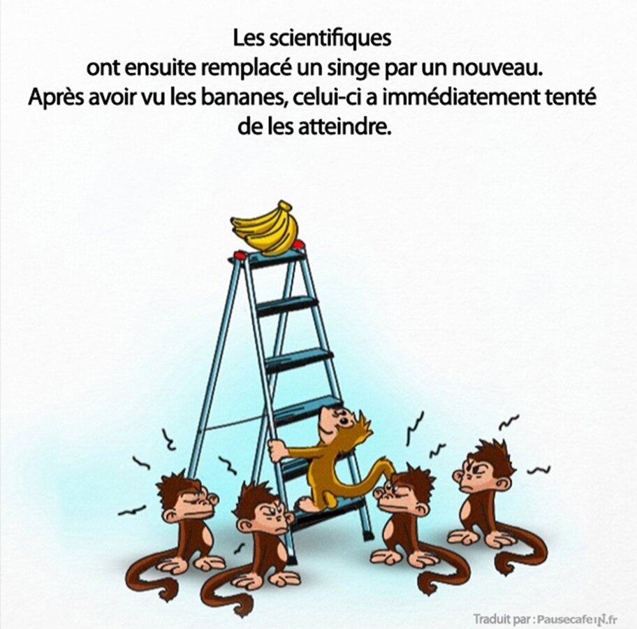 singes, expérience, science, société