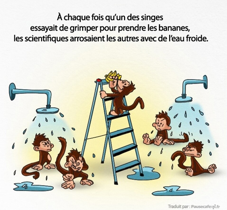 singes, expérience, science, société