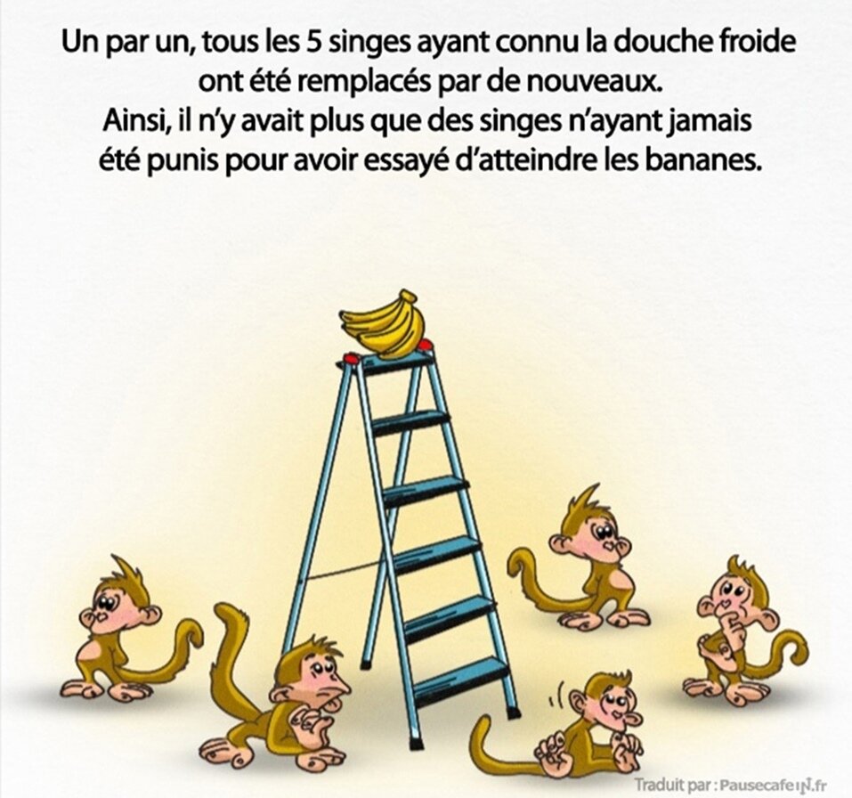 singes, expérience, science, société