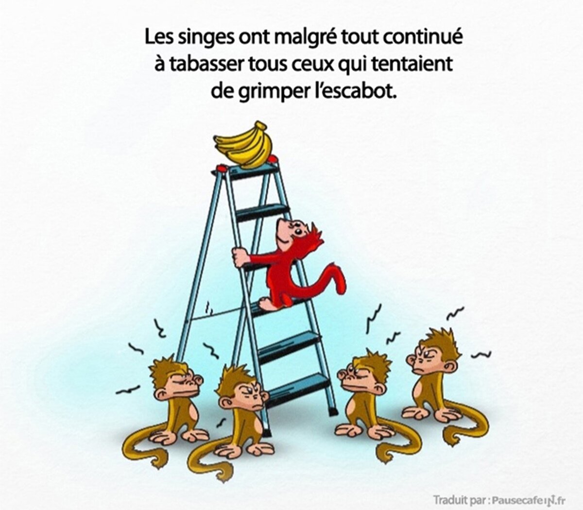 singes, expérience, science, société
