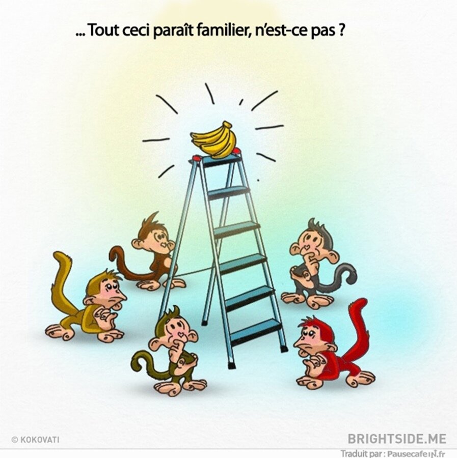 singes, expérience, science, société