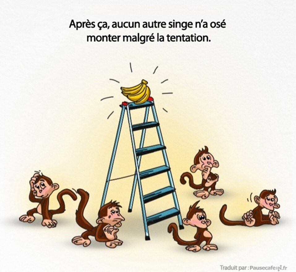 singes, expérience, science, société