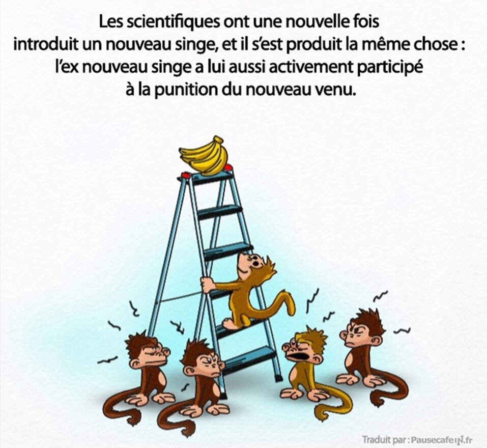 singes, expérience, science, société