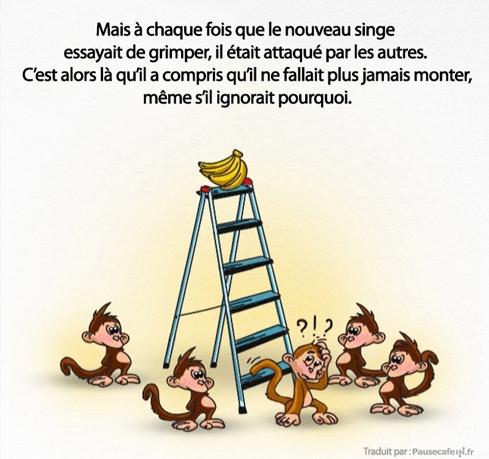 singes, expérience, science, société