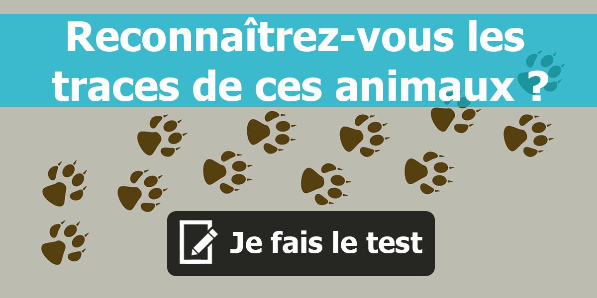 QUIZZ : Reconnaîtrez-vous les traces de ces animaux ?