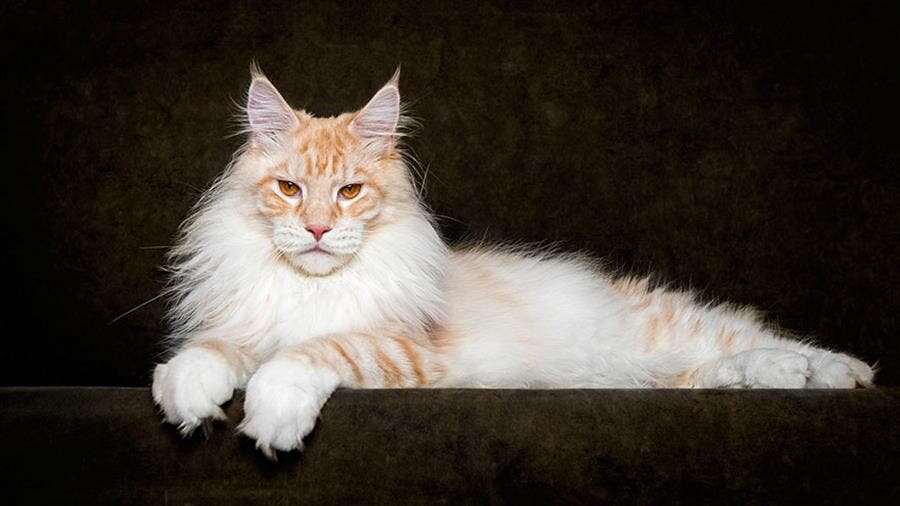 chat blanc roux
