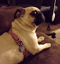 peur scared GIF pug carlin