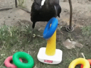 pie, intelligente, jeu, enfant
