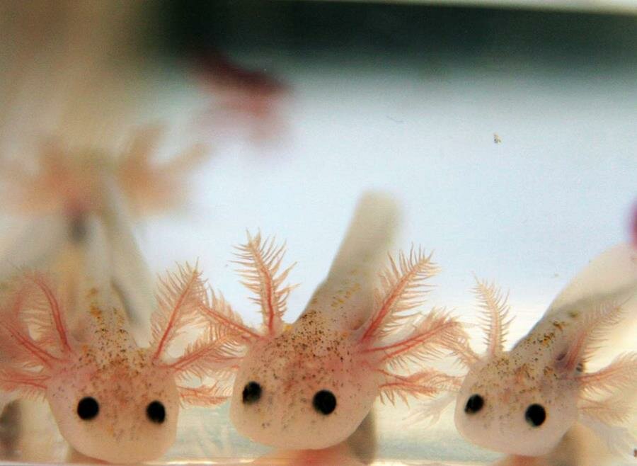 Axolotl Baby picture