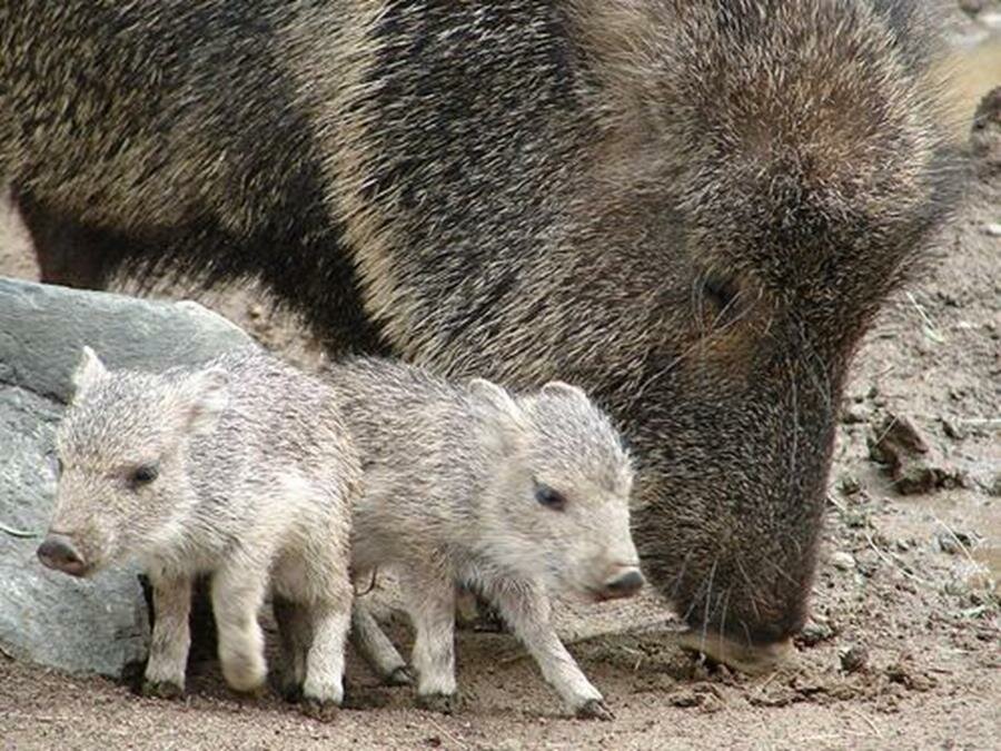 Chacoan Peccary Baby picture