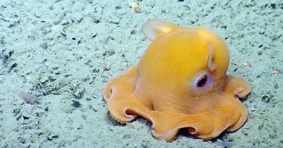 Dumbo Octopus Baby picture