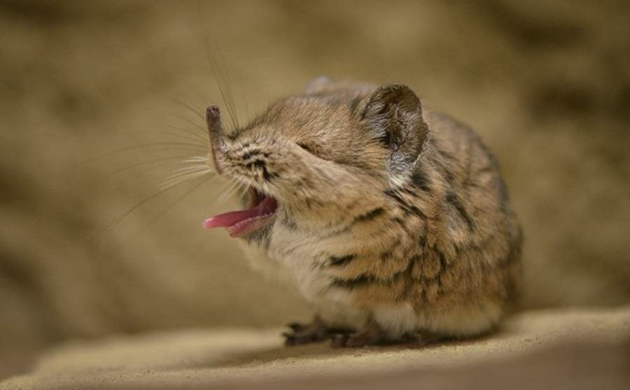Elephant Shrew Baby picture