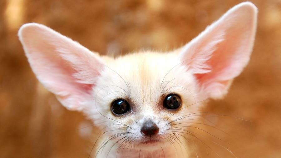 Baby Fennec picture