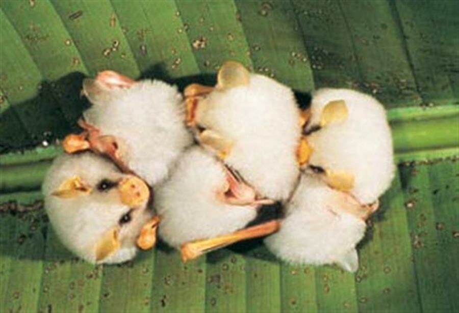 Fluffy Honduran White Bat Baby picture