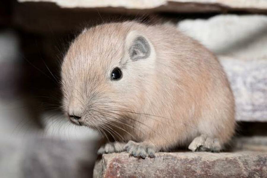 Gundi Baby picture