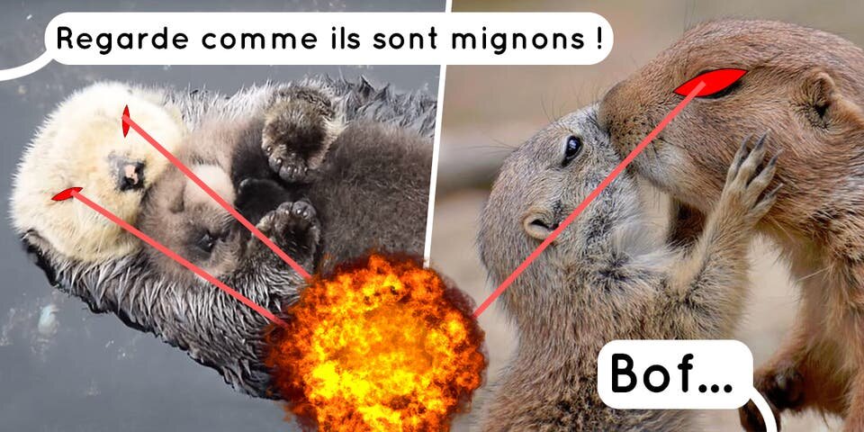 6 animaux trop mignons envoyés sur terre par Satan !