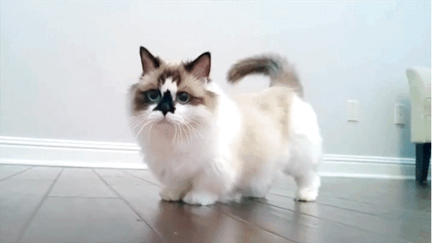 munchkin, tourner, tÃªte